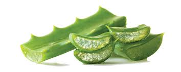 aloe-vera